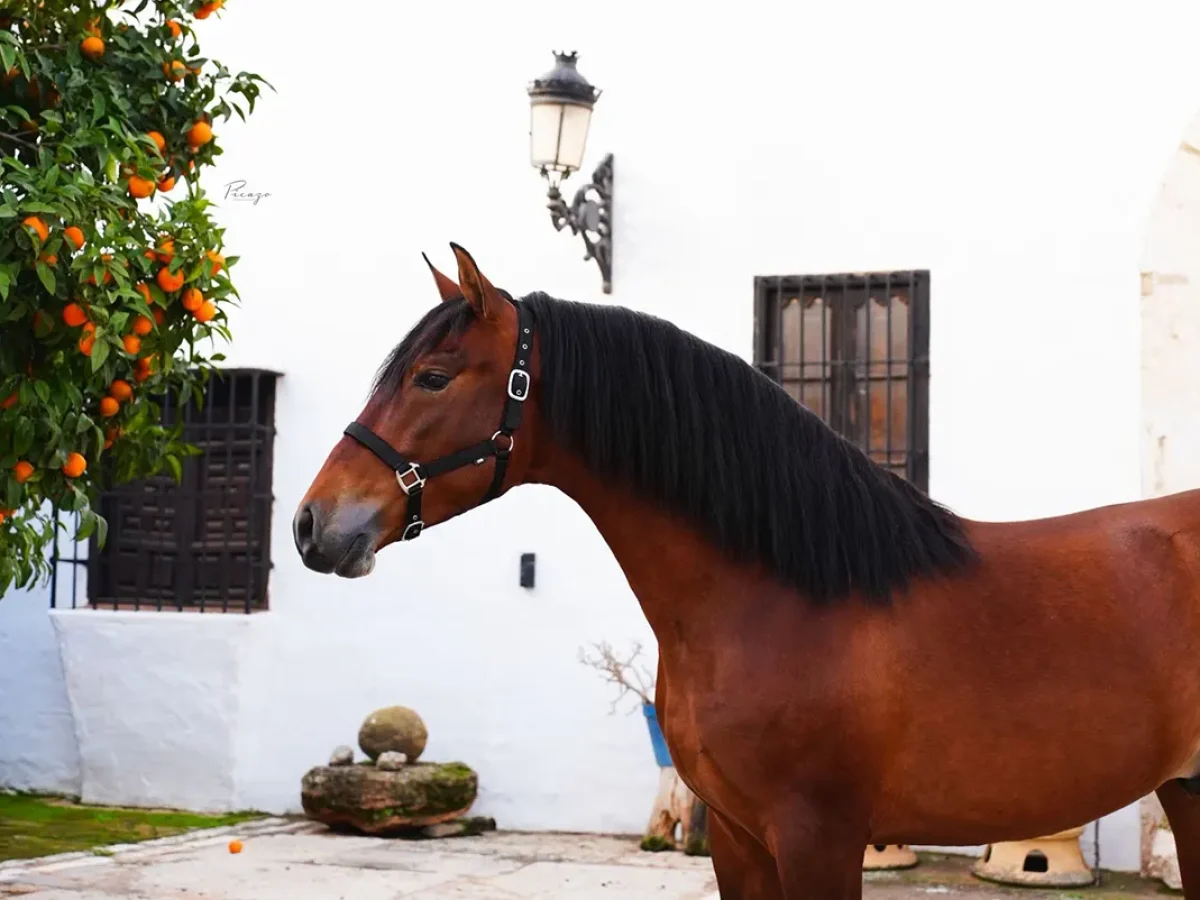 Ganadería Francisco Santiago Ruíz