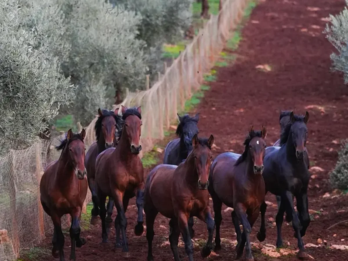 caballos en camino barro ganaderia francisco santiago