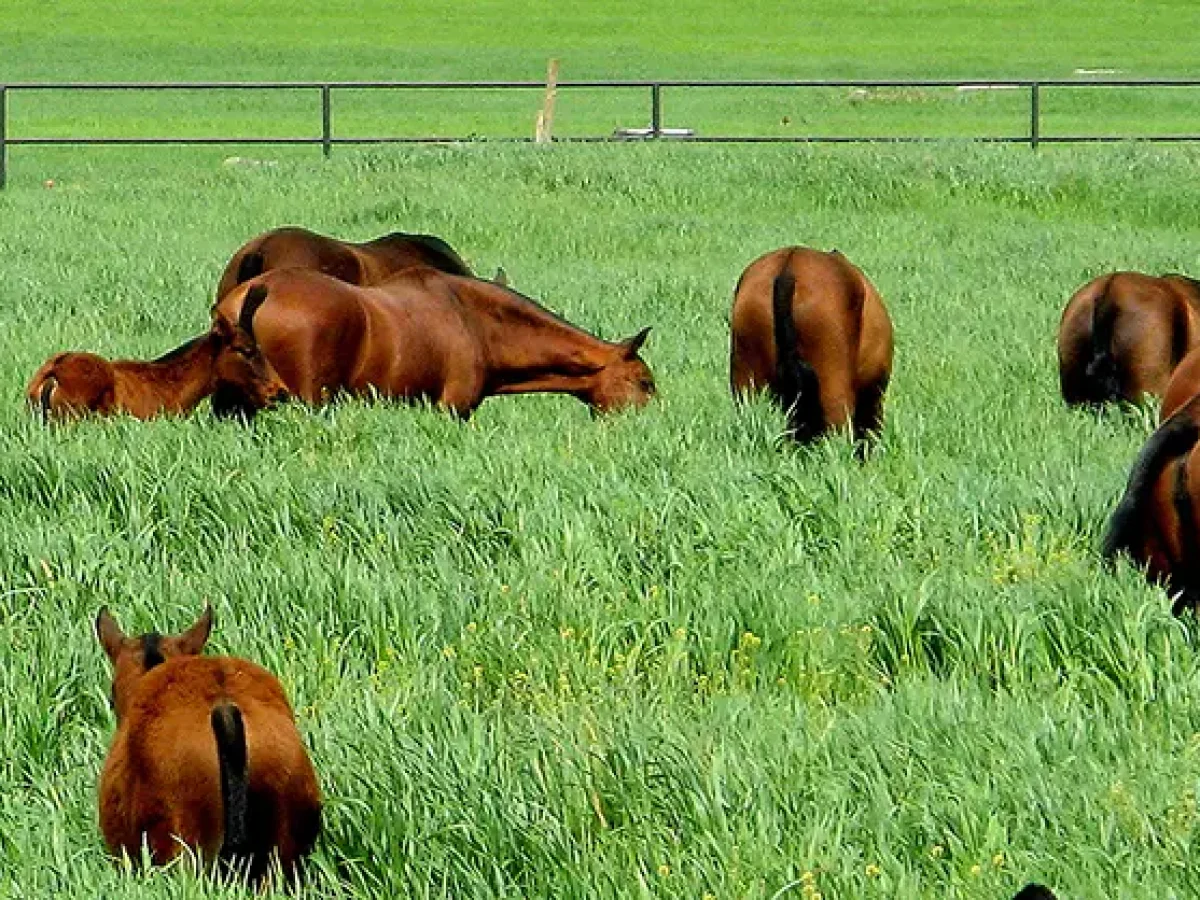caballos en pasto ganaderia francisco santiago