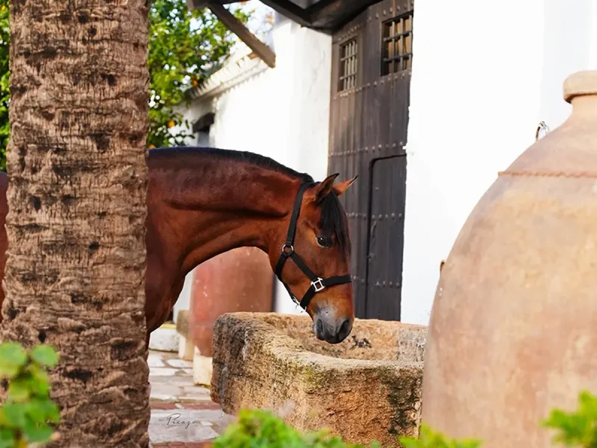 Ganadería Francisco Santiago Ruíz